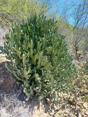 Euphorbia lactea
