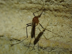 Coquillettidia xanthogaster