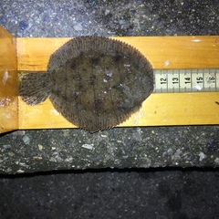 Trinectes maculatus
