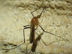 Coquillettidia xanthogaster