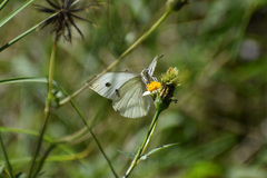 Pieris rapae rapae
