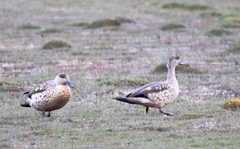 Lophonetta specularioides