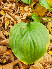 Hosta