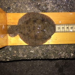 Trinectes maculatus