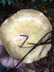 Suillus hirtellus