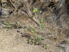 Gossypium barbadense