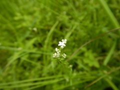 Galium palustre