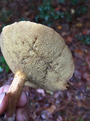 Suillus hirtellus