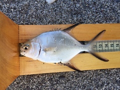 Trachinotus goodei