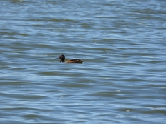 Heteronetta atricapilla