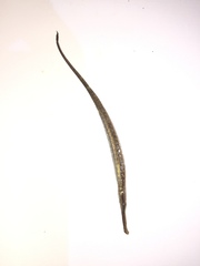Microphis lineatus