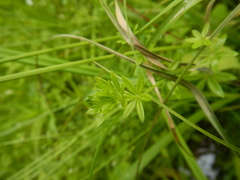 Galium palustre
