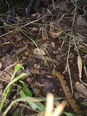 Leptodeira polysticta