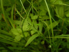 Galium palustre