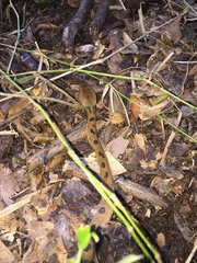 Leptodeira polysticta