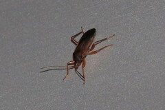 Balboa ampliata