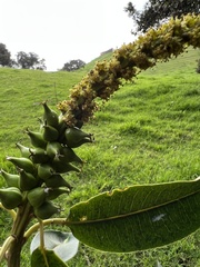 Sapium stylare