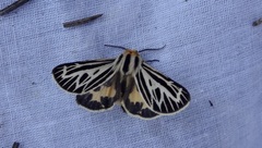 Apantesis virguncula