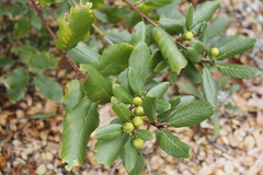 Rhamneae