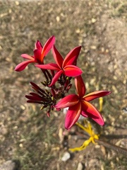 Plumeria