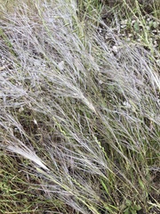 Austrostipa elegantissima