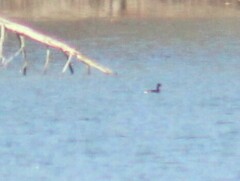 Podilymbus podiceps