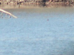 Podilymbus podiceps