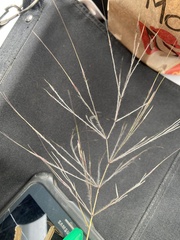 Austrostipa elegantissima
