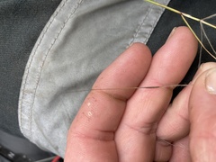 Austrostipa elegantissima