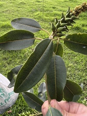 Sapium stylare