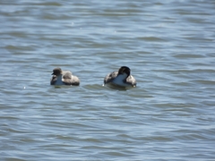 Podiceps occipitalis