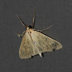 Pyraustinae