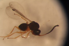 Figitidae