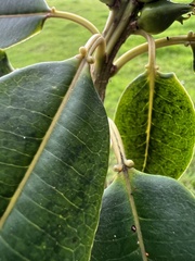 Sapium stylare