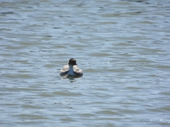 Podiceps occipitalis