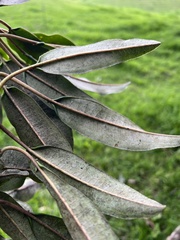 Sapium stylare