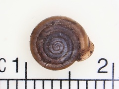 Daedalochila jacksonii