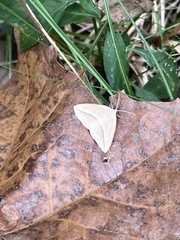 Lychnosea intermicata