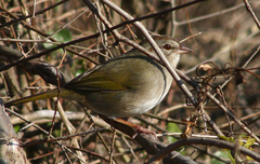 Arremonops rufivirgatus