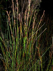 Machaerina teretifolia