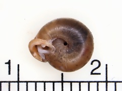 Daedalochila jacksonii