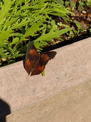 Curetis acuta paracuta