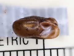 Daedalochila jacksonii