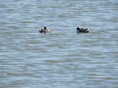 Podiceps occipitalis