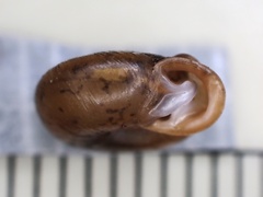 Daedalochila jacksonii