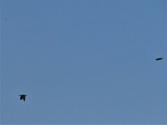 Streptopelia decaocto