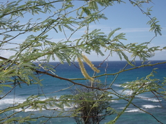 Prosopis pallida