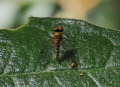 Chrysopilus
