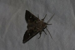 Lacinipolia