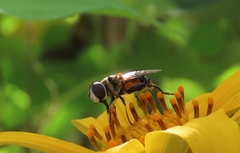 Palpada mexicana
